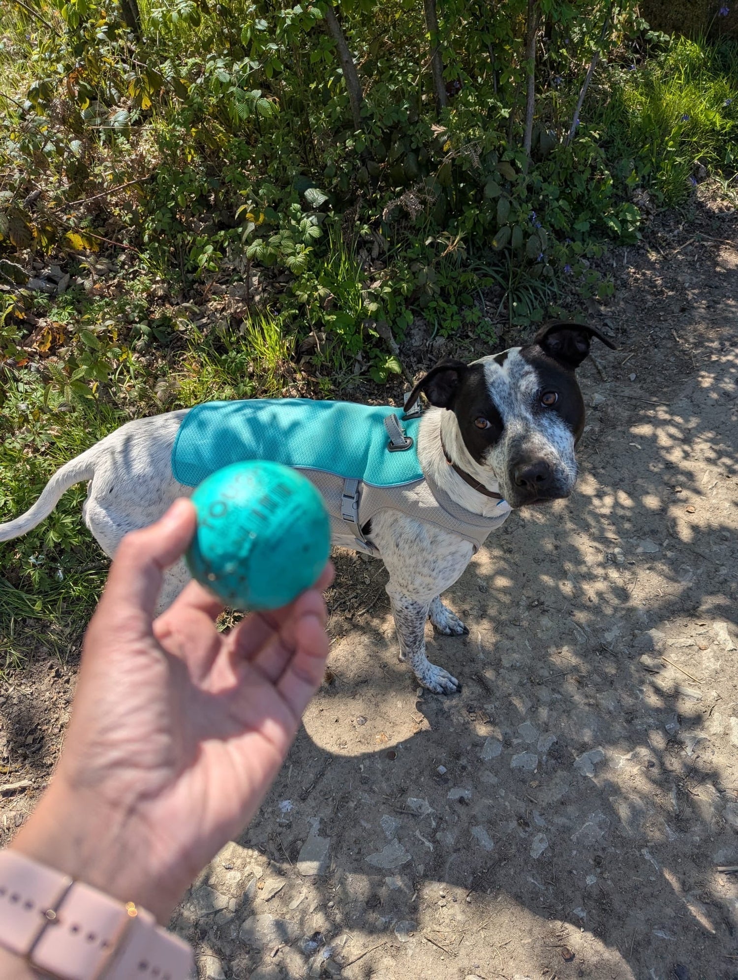 How to Keep Your Dog Cool in Summer: