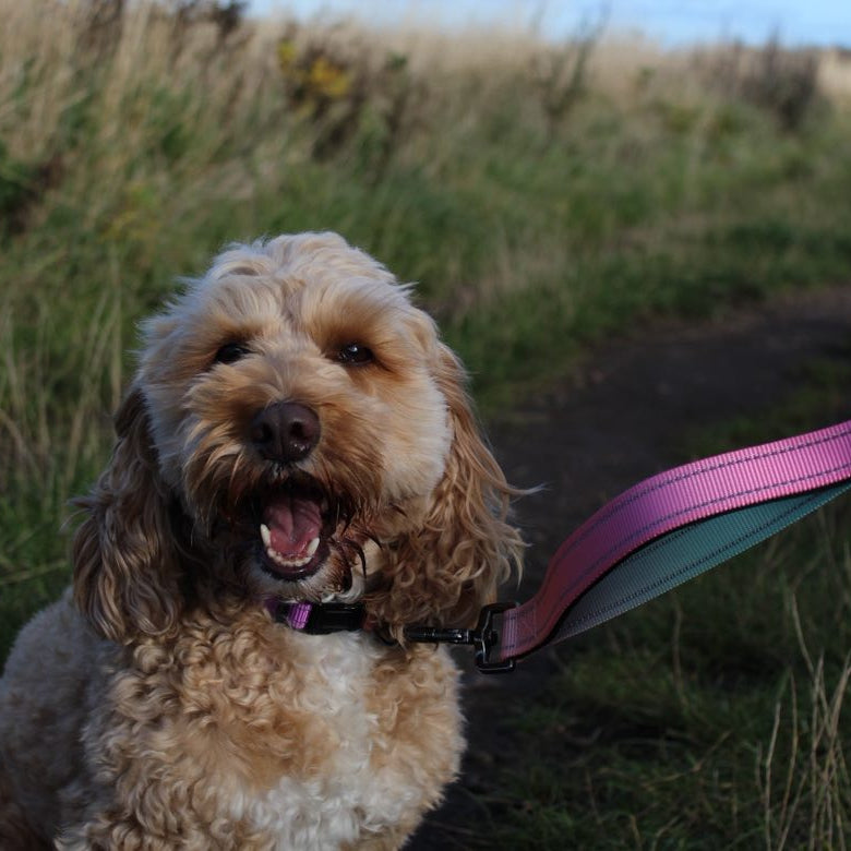 Hands-free lead attached to a dog collar on a dog