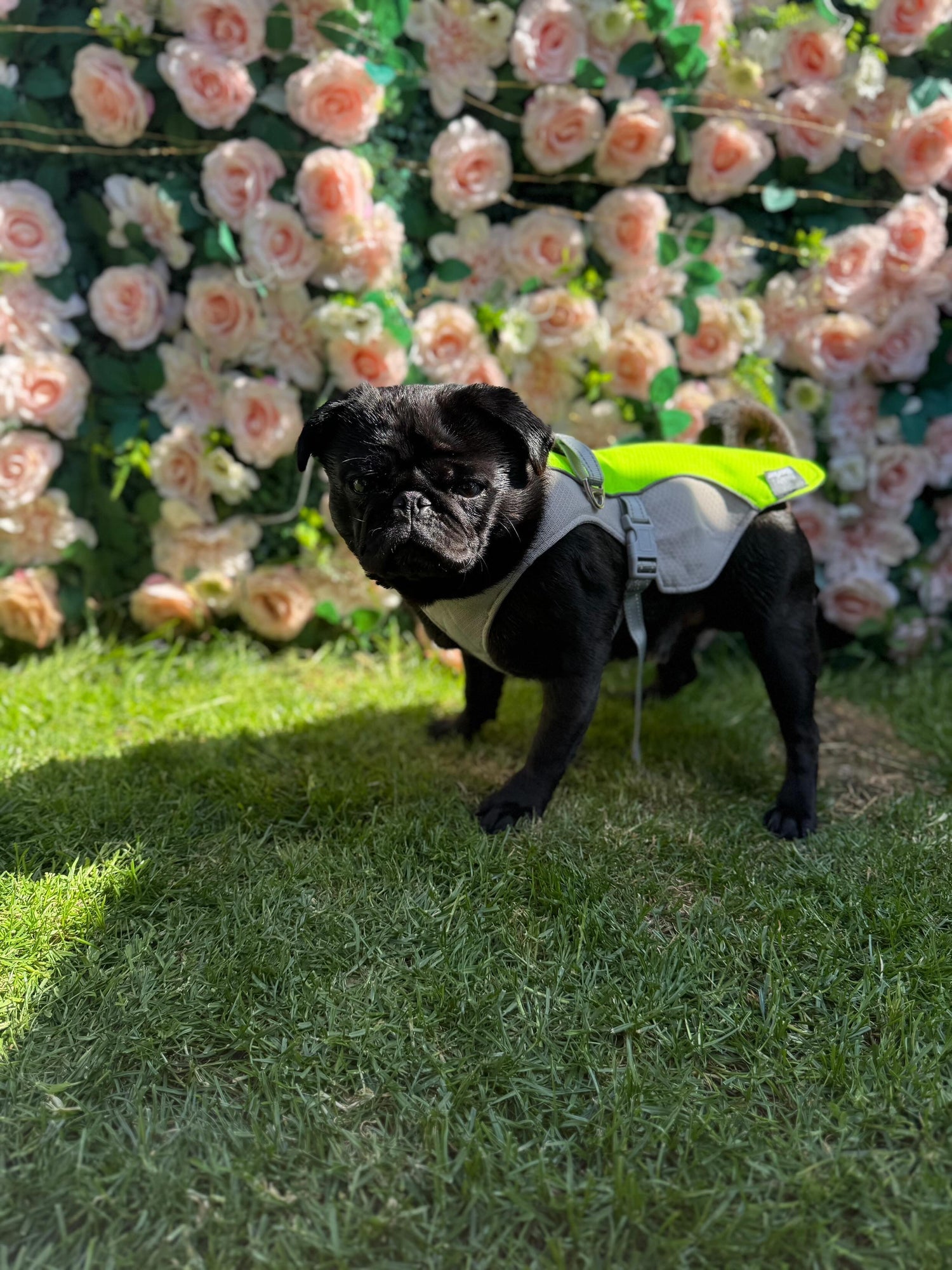 Cooling Dog Coat