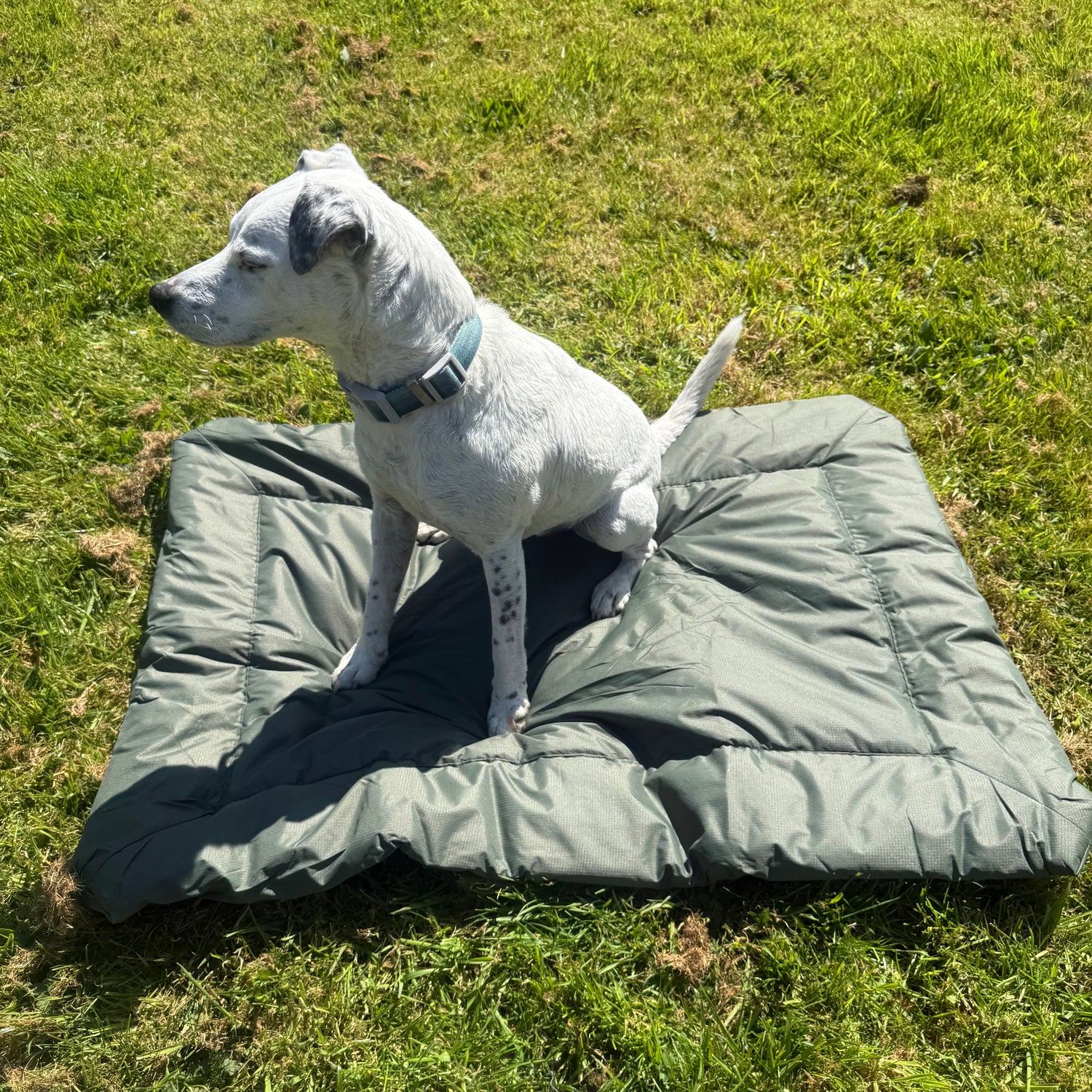 Dog sitting on a green grassy field with a green roll up dog bed.