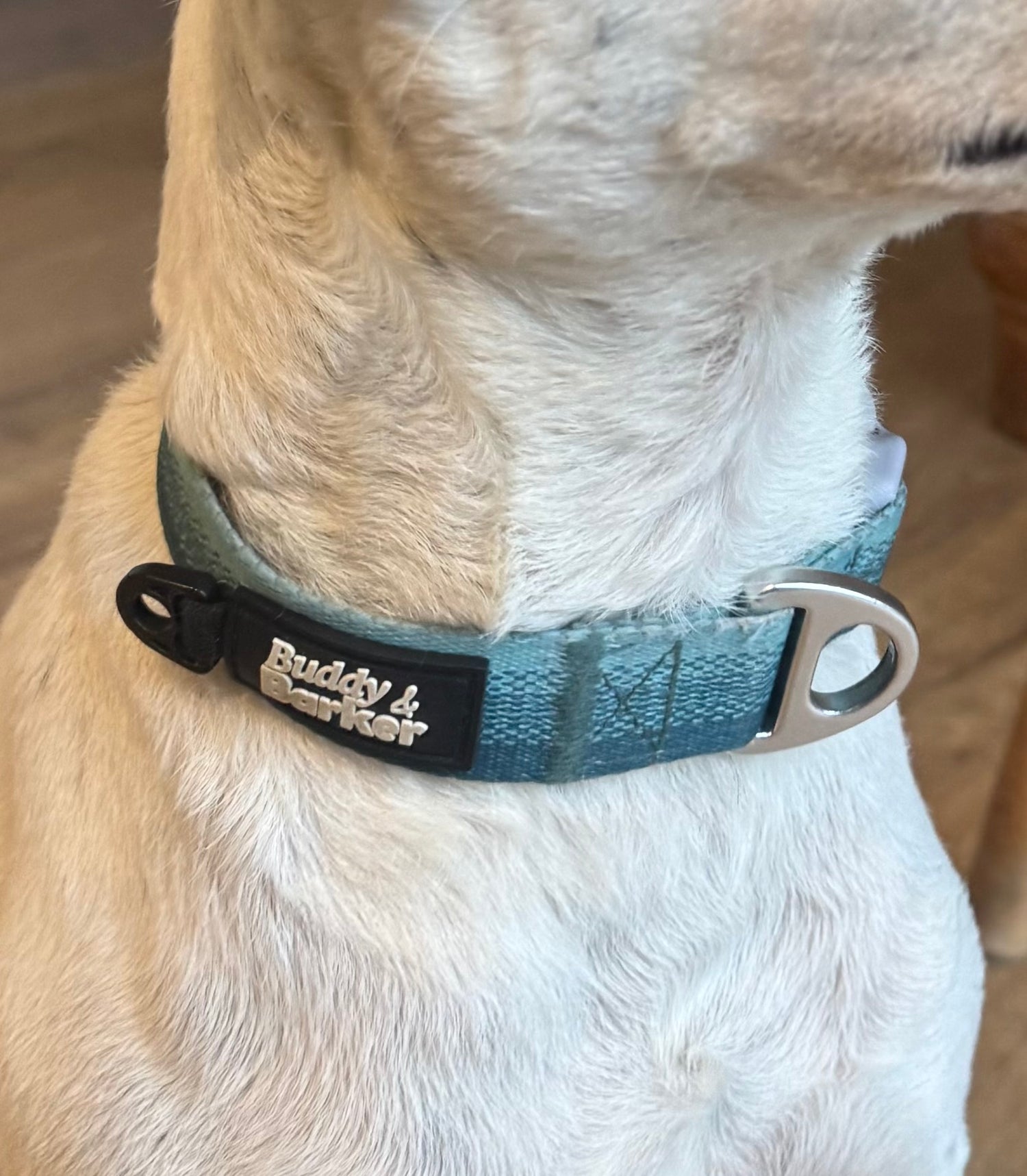 Dog wearing a blue collar with a brand tag, close-up view.