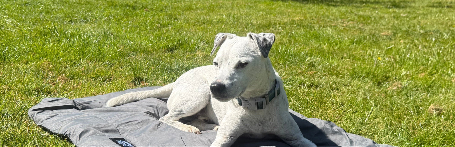 Dog lying on a portable dog bed