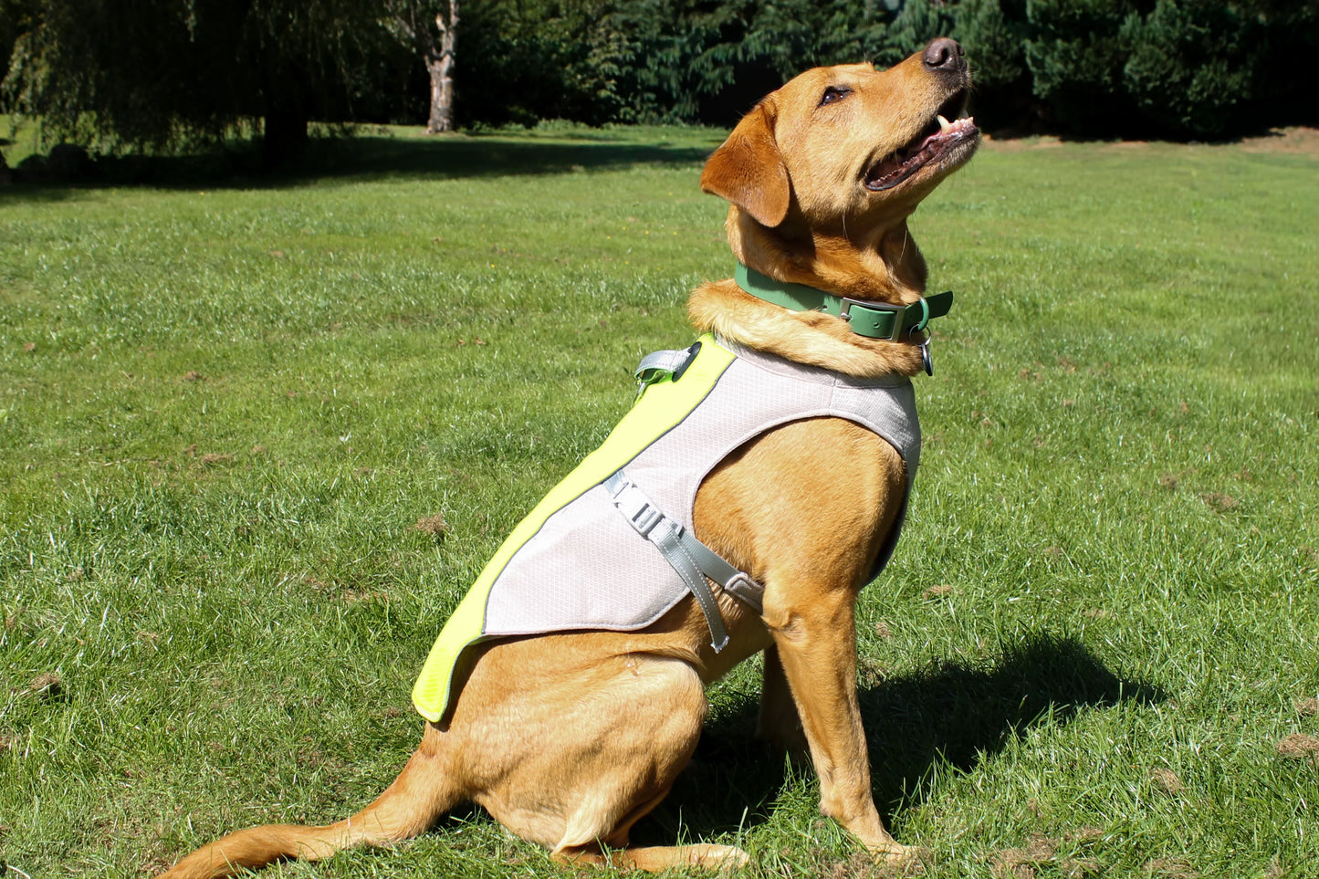 Dog Cooling Vest – Yellow