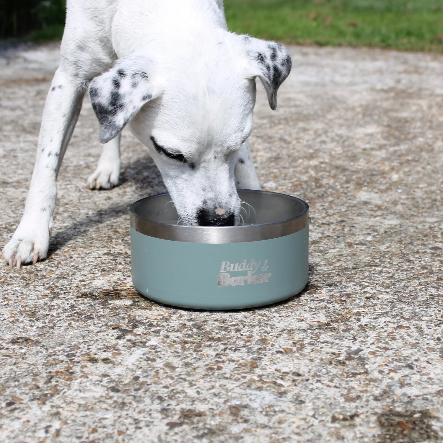 Dog drinking from an everyday dog bowl on a concrete surface