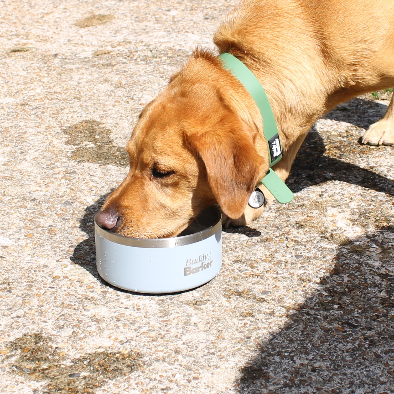 Dog drinking from a stainless steel bowl on a concrete surface