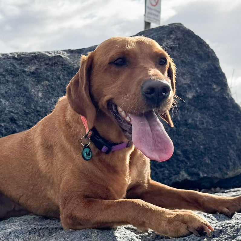Orange and pink dog collar on a brown dog sitting no rocks.