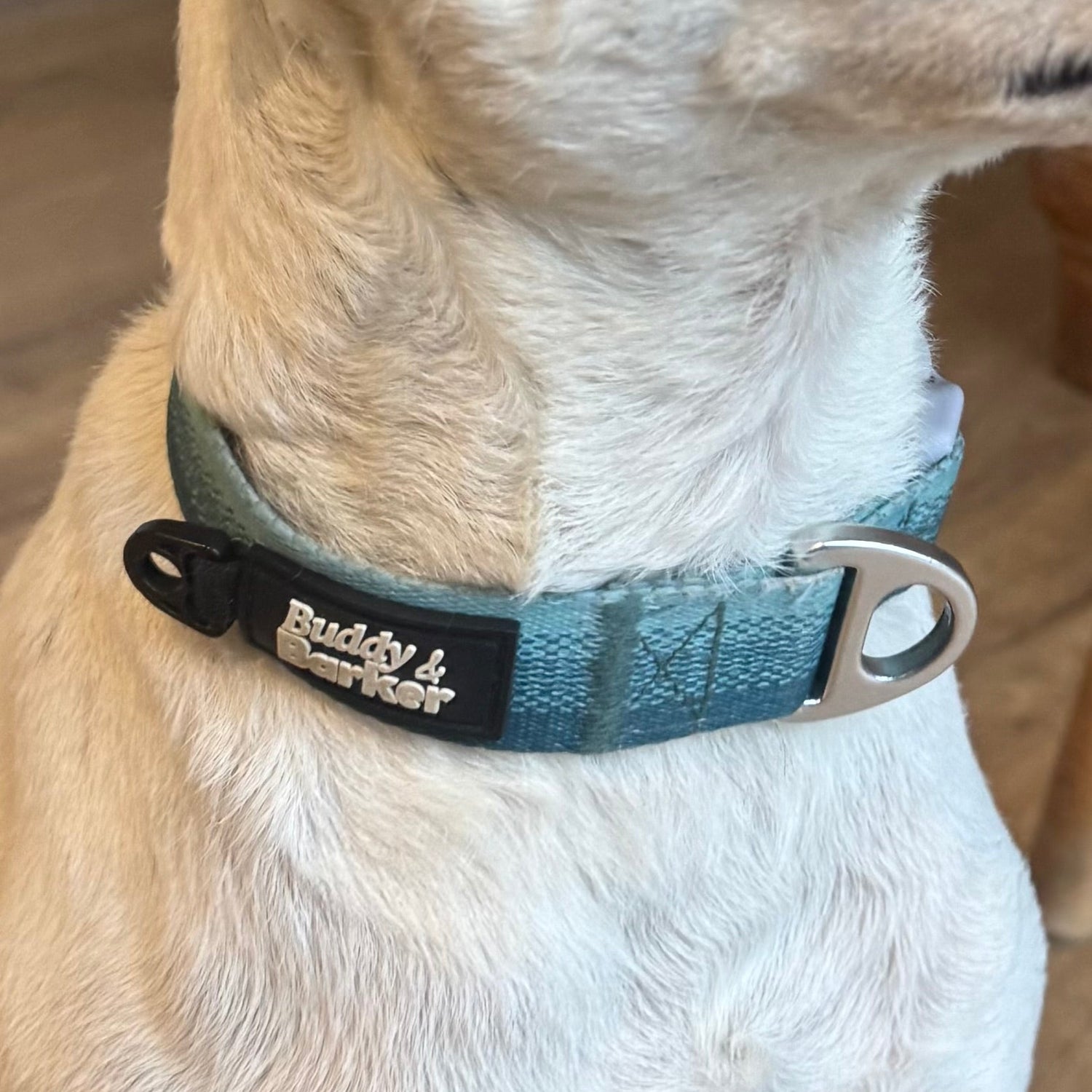 Dog wearing a blue collar with a brand tag, close-up view.