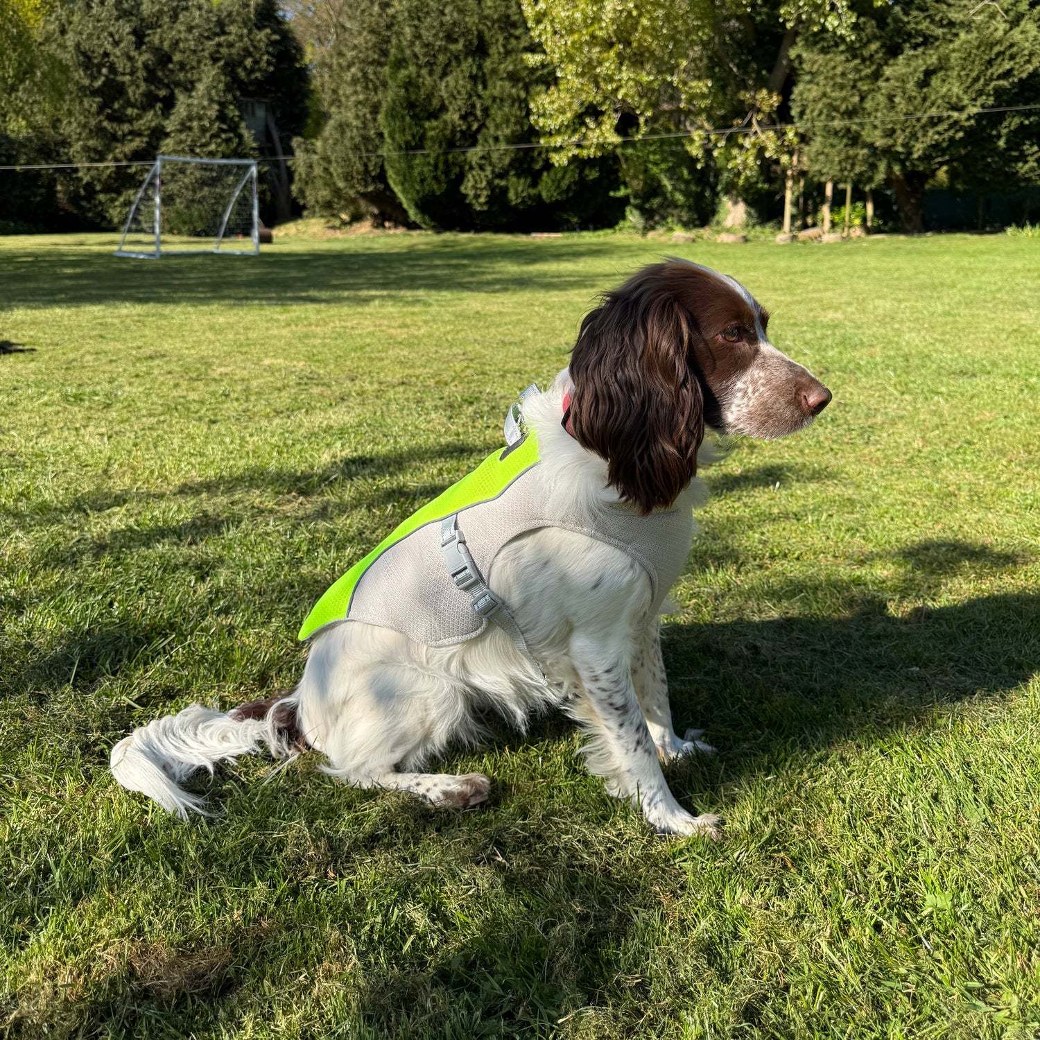 Spaniel in a Buddy and Barker Colling vest
