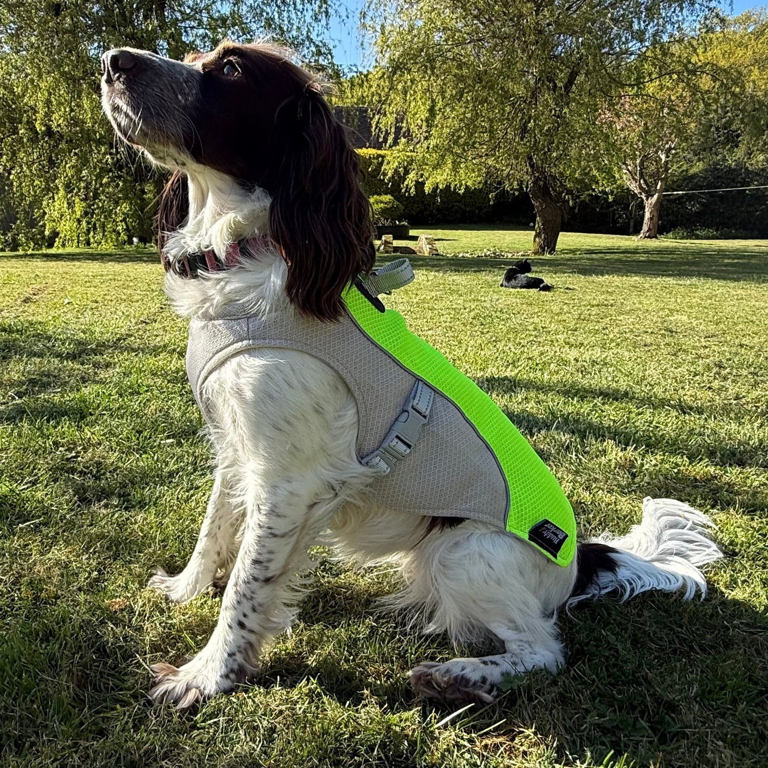 Dog wearing a yellow Cooling Coat in a grassy garden