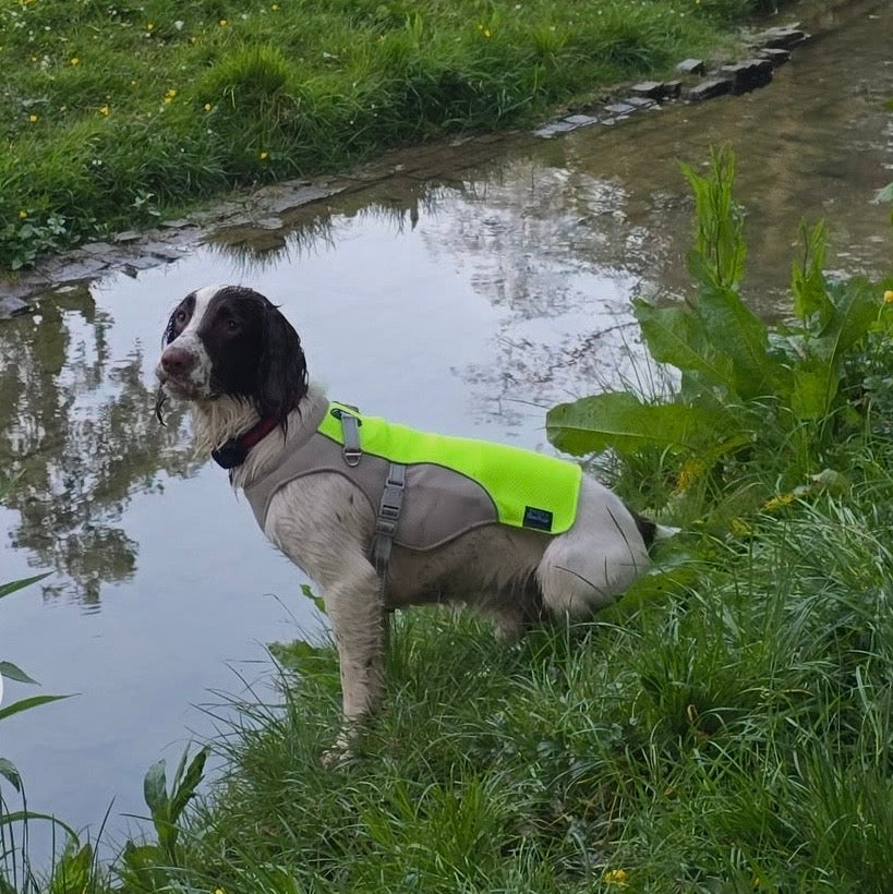 Wet Dogs in Summer and Winter: The Dog Coats Worth Having Year-Round