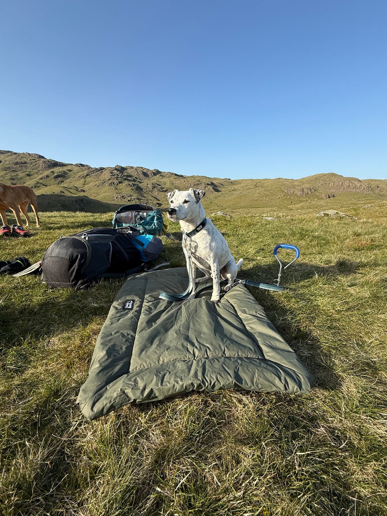 White dog resting beside a roll up travel dog bed while camping in the Lake District