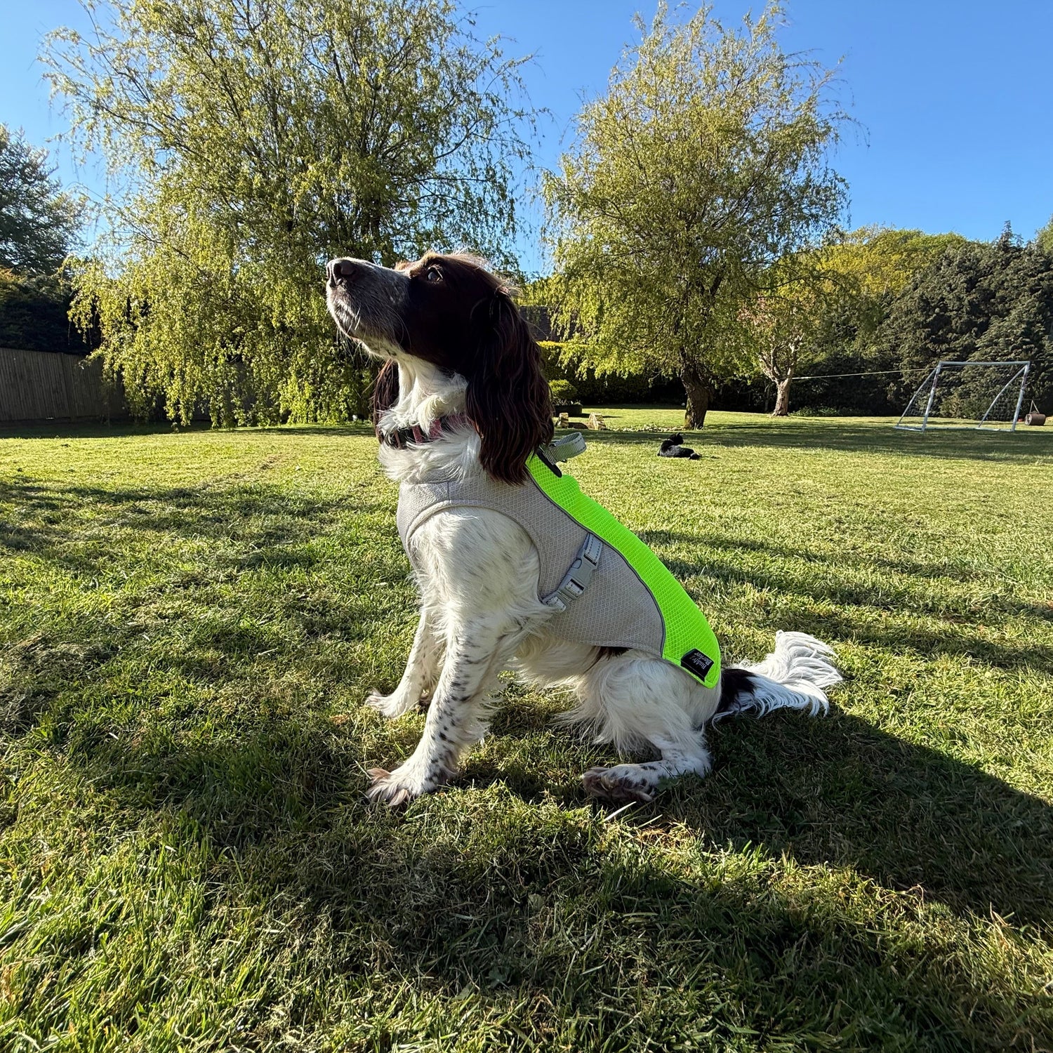 Dog Cooling Coats