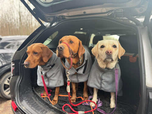 Three dogs sitting in the open boot of a car, each wearing a grey drying coat. 