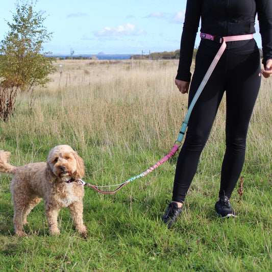 Person walking a dog on a leash in an open field