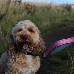 Hands-free lead attached to a dog collar on a dog