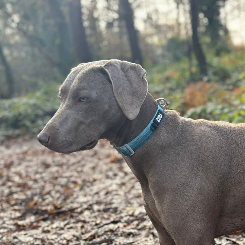 Dog standing on a leaf-covered forest floor with trees in the background