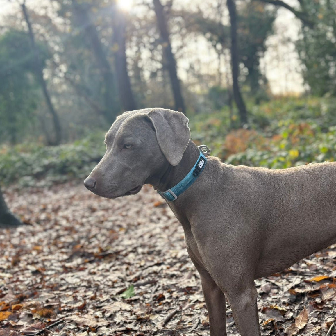 Dog standing on a leaf-covered forest floor with trees in the background