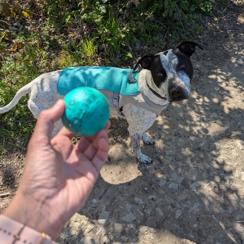 Dog wearing a blue cooling vest standing on a path with a person holding a blue ball