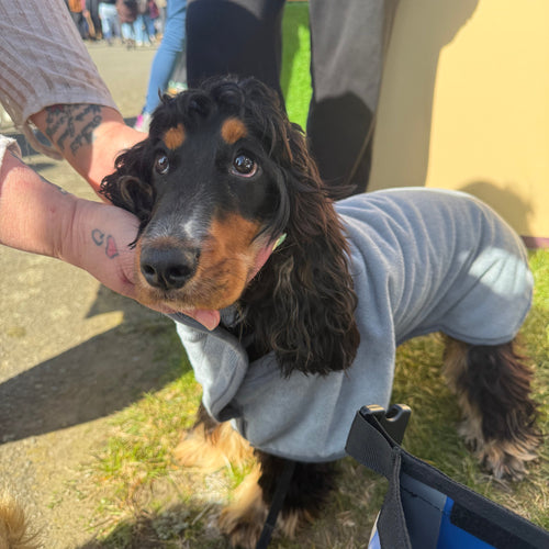 A long-haired black and tan dog wearing a light grey Drying Coat