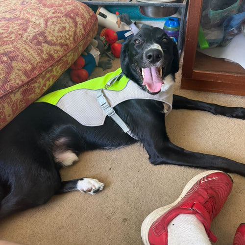 A yellow Cooling jacket on a black dog lying on the floor