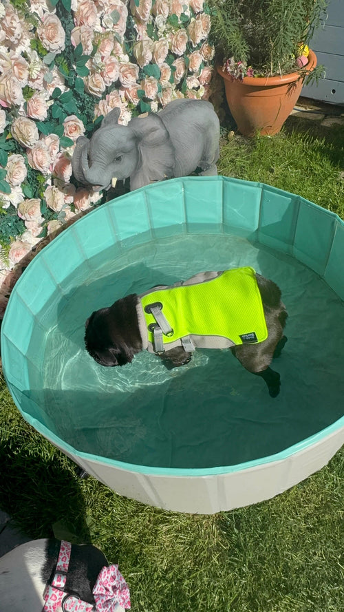 Black dog in a paddling pool with a yellow cooling vest on