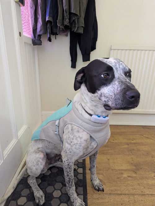 Blue cooling coat on a black and white dog