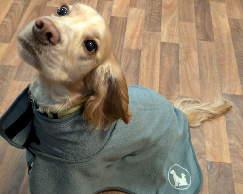 Dog wearing a Drying Coat on a wooden floor