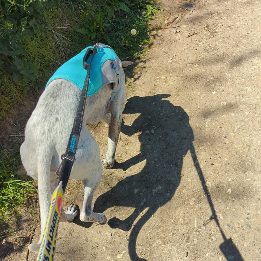 Dog with a Blue Cooling jacket on