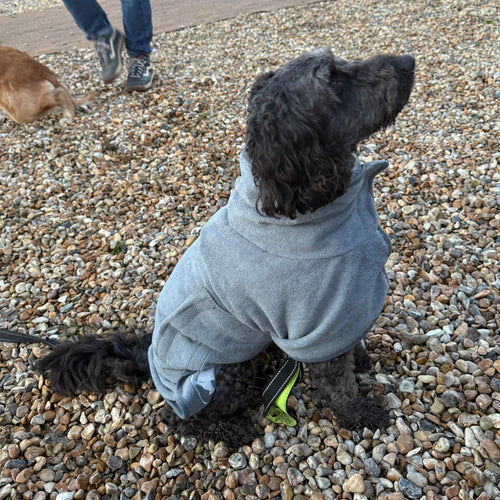 A dog wearing a grey dog towel sitting on the gravel