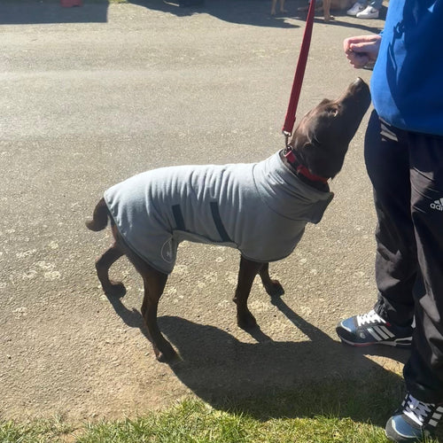 Brown Labrador wearing a drying coat