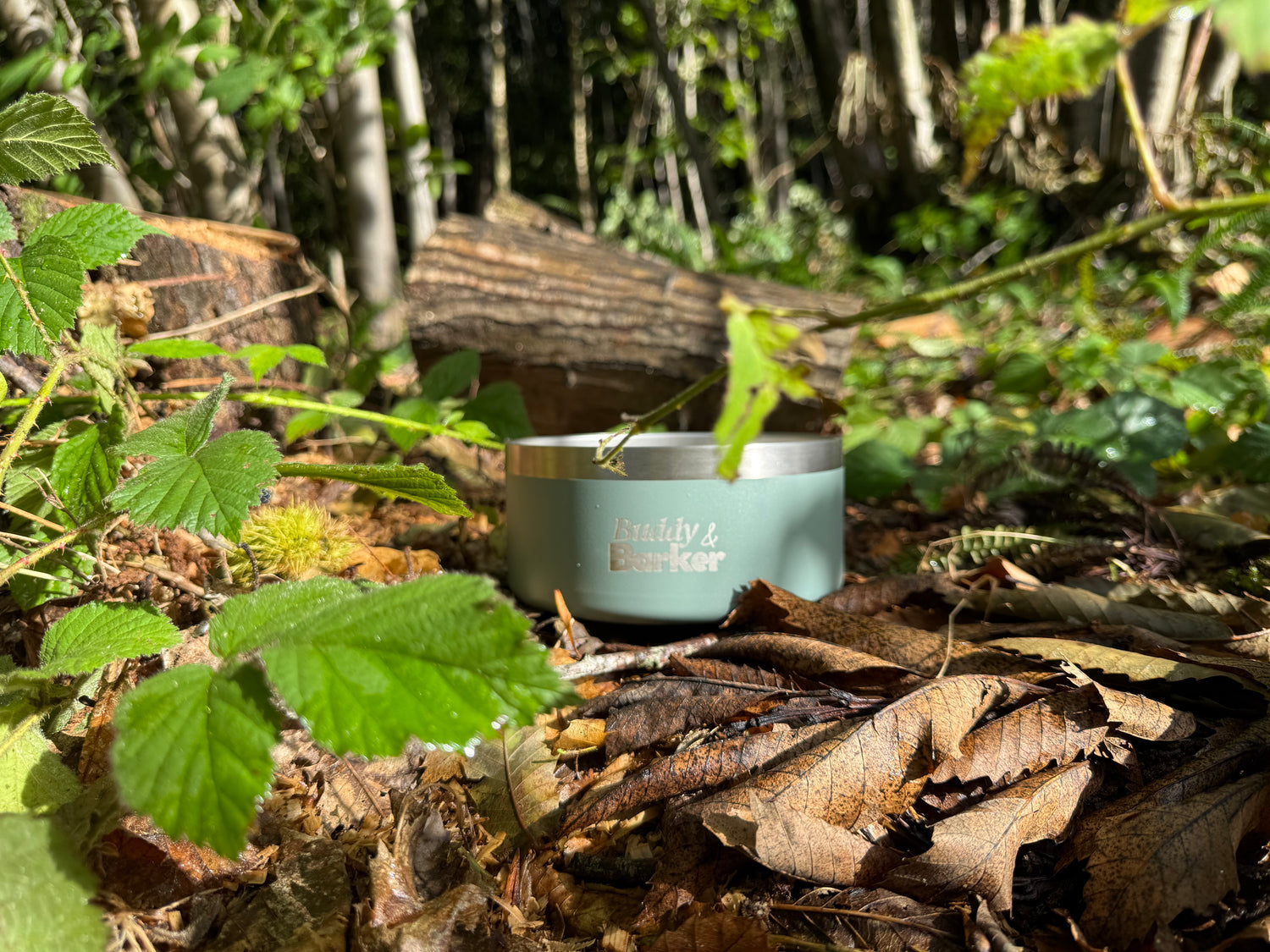 Stainless steel dog bowl on leaves in a forest
