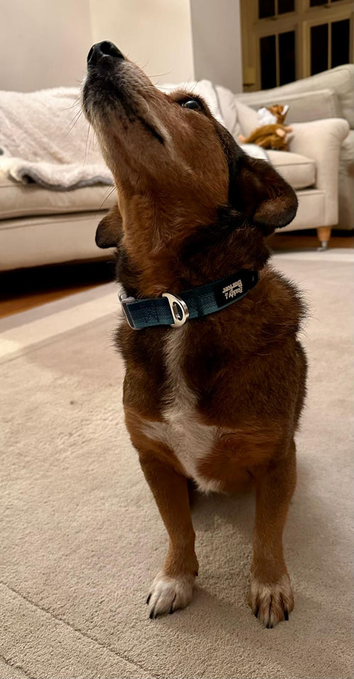 Dog standing on a carpeted floor with a couch in the background, wearing a blue collar with metal ring