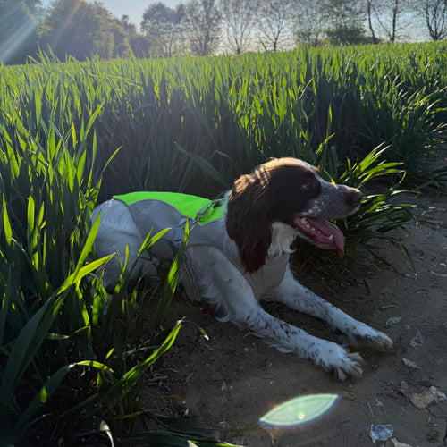 Panting dog with a cooling vest on in a field