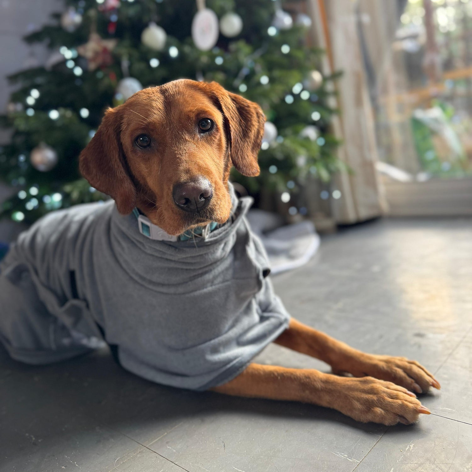 Labrador lying on the floor wearing a grey drying coat.