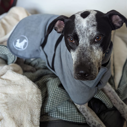 Dog sitting in a dog bed wearing a grey drying coat