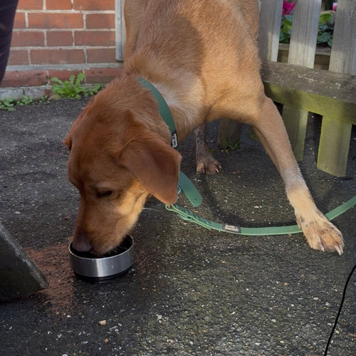 Dog drinking from dog bottle bowl