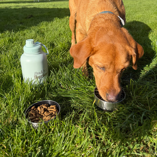 Dog drinking from a Travel water bottle on grass with a bowl of treats nearby