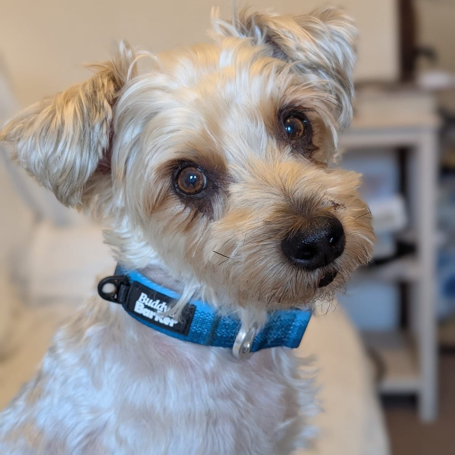 Small white dog with a blue collar sitting indoors