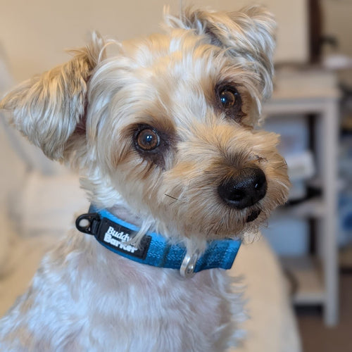 Small white dog with a blue collar sitting indoors