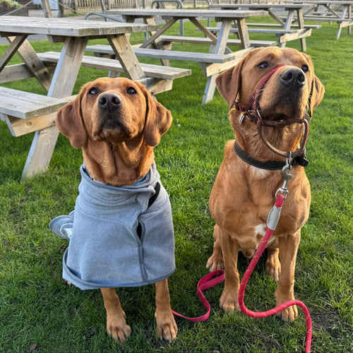 Two red Labs sitting on green grass in front of wooden picnic tables. The dog on the left wears a drying towel in grey.