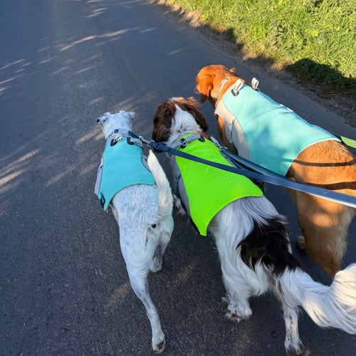 The dogs wearing yellow and blue cooling coats walking down a road.