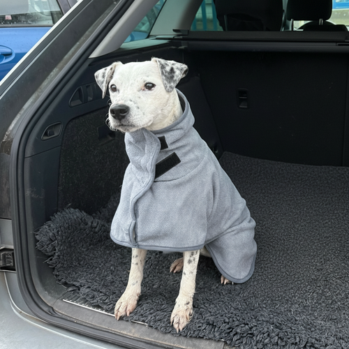 One dog sitting in a car wearing a grey dog drying coat.