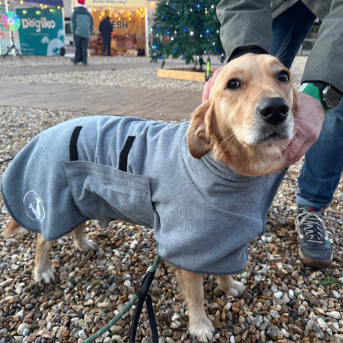 Dog wearing a grey microfibre dry towel