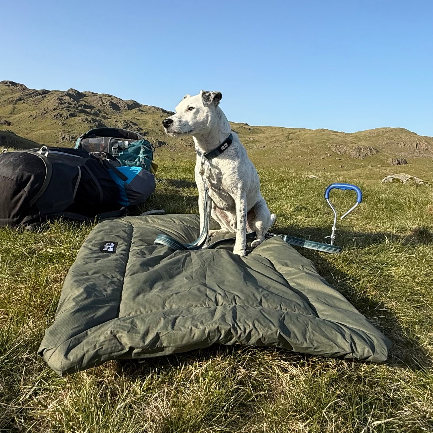 Green dog travel bed being used outside on grass with camping equipment in the background.