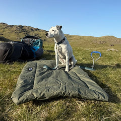 Green dog travel bed being used outside on grass with camping equipment in the background.