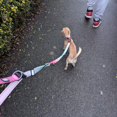 A small tan dog on a pink and blue lead walking on a paved path next to a hedge.