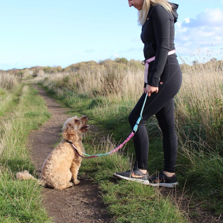 A dog walker, in a field with a dog on a hands free lead