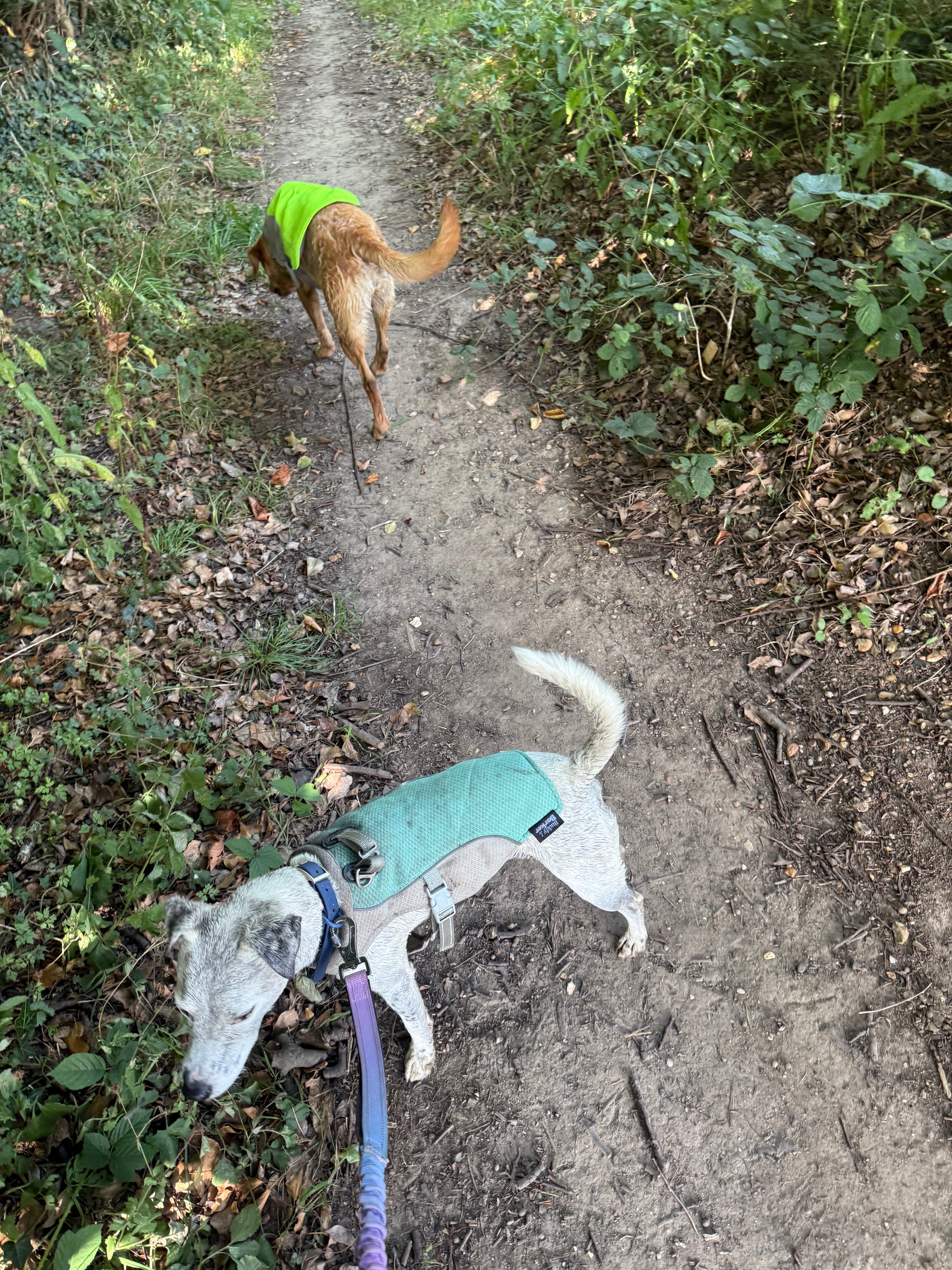 Two dogs on a leash, one wearing a cooling vest, on a dirt path with grass and plants.