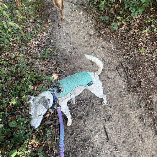 Two dogs on a leash, one wearing a cooling vest, on a dirt path with grass and plants.