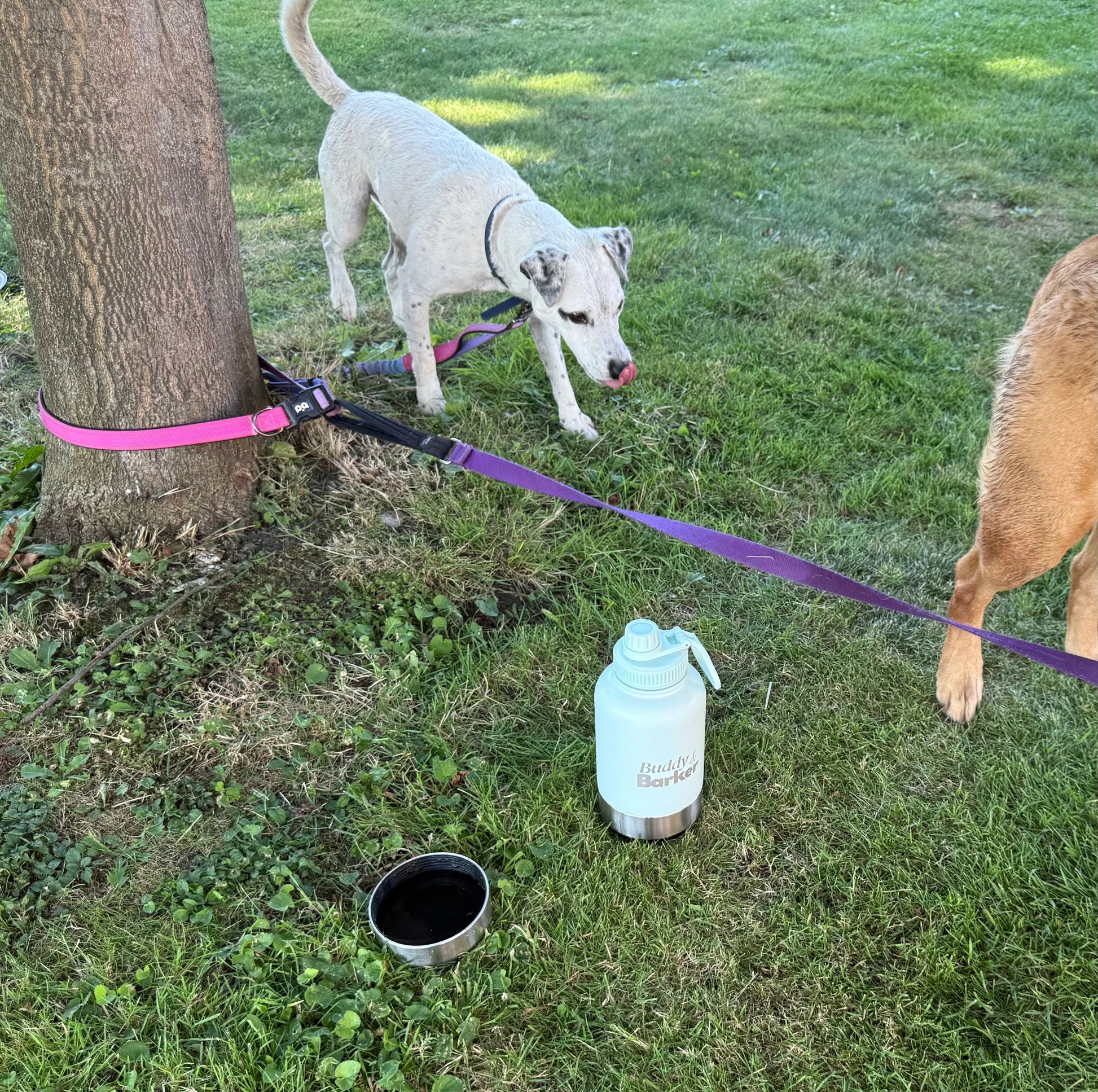 Two dogs on leashes with a travel bottle and bowl on grass near a tree